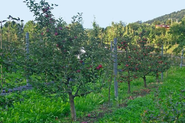 Viele rote, reife Äpfel hängen auf den Bäumen und warten auf die Ernte.