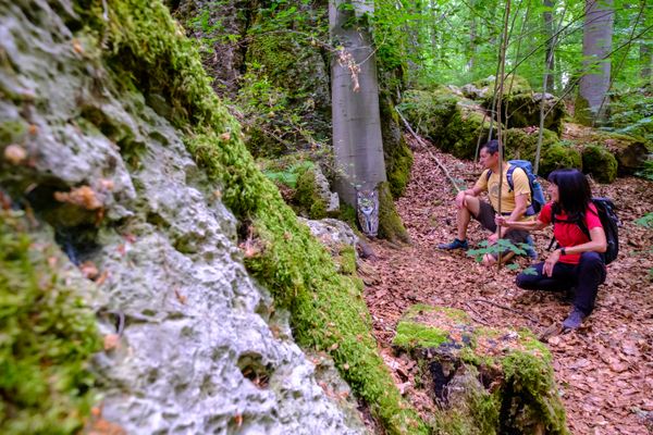 Ein paar Leute mit Wanderrucksäcken, die im Wald knien und auf ein Bild eines Luchses auf einer Buche schauen.