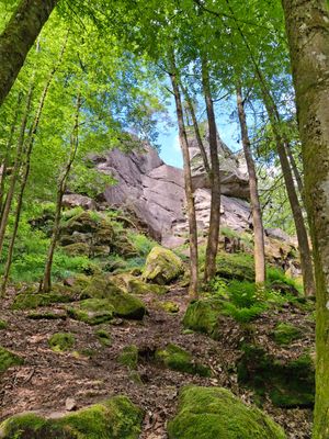 Bemooste Steine liegen auf einem Weg, der zwischen hohen, sonnendurchfluteten Laubbäumen bergan zu einer markanten Felsformation führt.