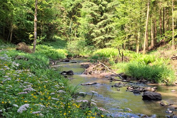 Der Perlbach fließt durch einen sonnigen Wald. Beidseitig ist das Ufer dicht mit Gräsern bewachsen. Am linken Bachufer blühen gelbe und weiße Blumen.