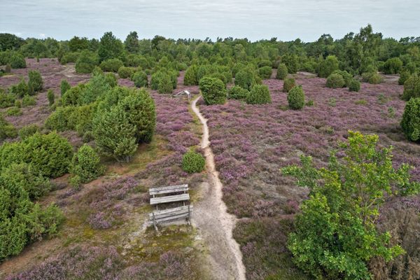 Drohnenaufnahme der Heideblüte in der Ellerndorfer Heide mit Sitzbank