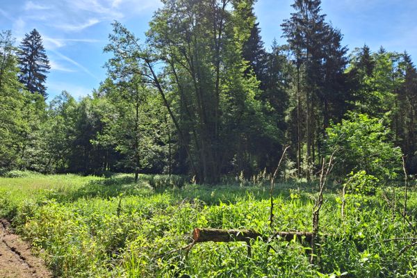 Unter sonnigem Himmel wachsen dichte Gräser vor einem Laubwald. Ein umgestürzter Baum liegt im hohen Gras.