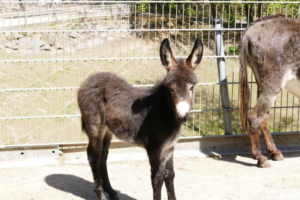 Bergtierpark Fürth