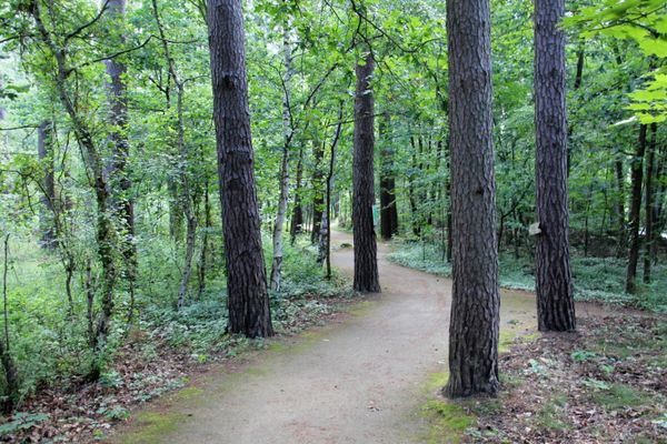 Waldweg am Rollstuhlwanderweg