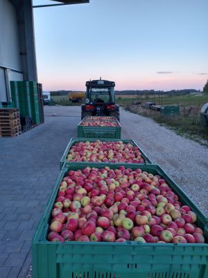 Ein Traktor zieht Anhänger, die voll mit roten Äpfeln beladen sind.