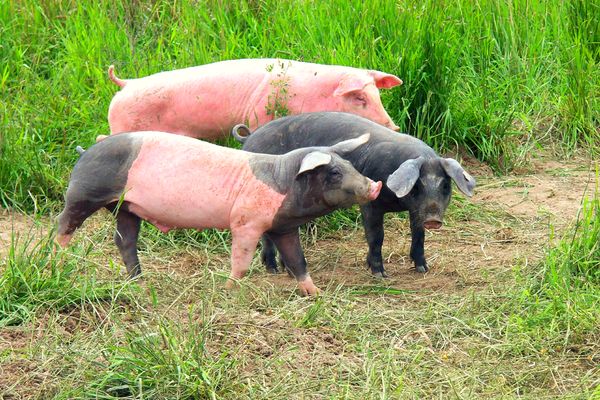 Schweine auf der Weide heute viel zu selten aber früher ganz normal