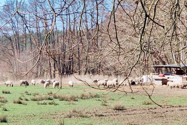 Eine friedlich grasende Schafherde auf einer grünen Frühlingsweide nahe Medingen. Die Szene mit dem Stall im Hintergrund liegt inmitten der naturnahen Kulturlandschaft der Heideregion Uelzen – typisch für die Radreiseregion.