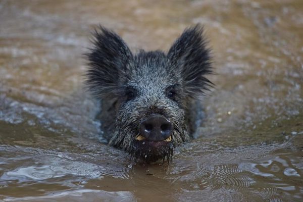 Wildschwein im Wildpark Mehlmeisel