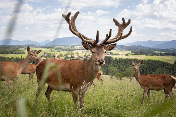 Rotwild am am Rundlehrpfad bei der Schönegger Käsealm
