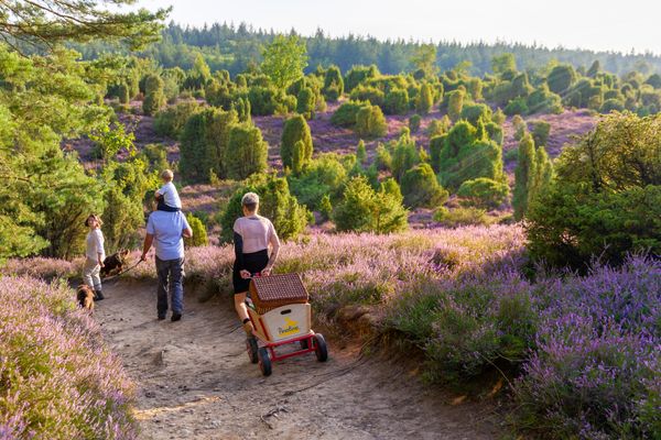 Vierköpfige Familie zieht mit Bollerwagen durch die blühende Heide