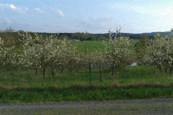 Kirsche mit Blick auf Hallerstein