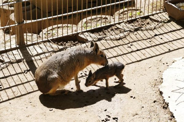 Bergtierpark Fürth