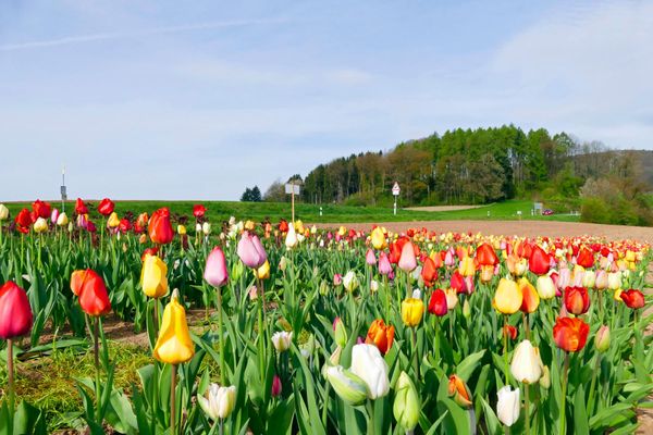 Tulpenfeld bei Reichelsheim, Gumpen