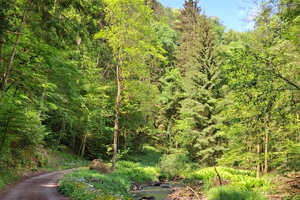 Ein befestigter Weg führt am grasigen Bachufer entlang. Hohe, sonnige Laubbäume spenden am Wegrand Schatten.