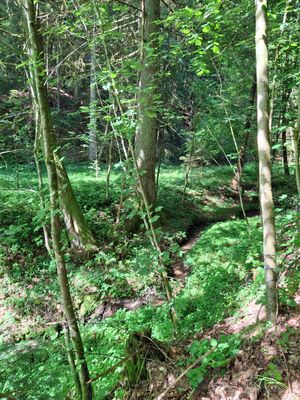 Im Laubwald ist der Waldboden mit dichten Gräsern und Gestrüpp bewachsen.