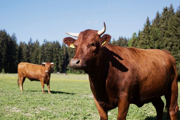 Auf dem Bild ist ein Rind (Rotes Höhenvieh) auf einer Wiese stehend zu sehen. Im Hintergrund sieht man ein zweites.
