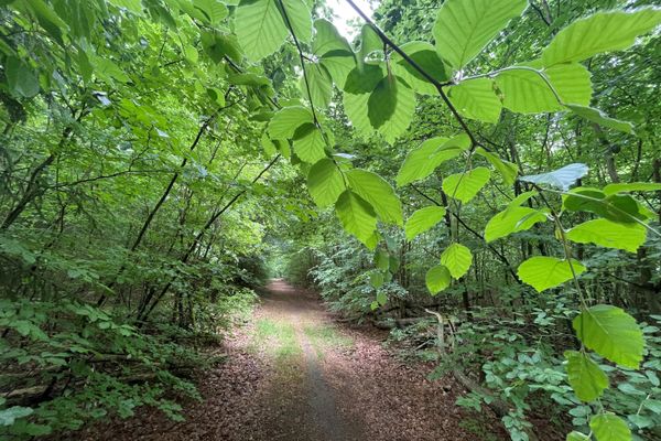 Buchen im Waldgebiet Rießel bei Bad Bevensen