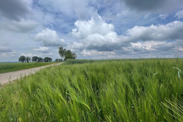 Feld bei Medingen
