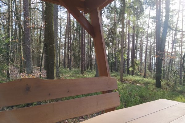 Blick von der Sitzgruppe in den umgebenden Wald