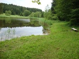 Inmitten einer Wiese und dichter Wälder liegt ganz ruhig der Ettinger Weiher.