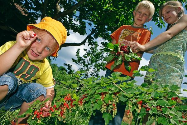 Drei Kinder pflücken rote Johannisbeeren im Kreisobstlehrgarten.