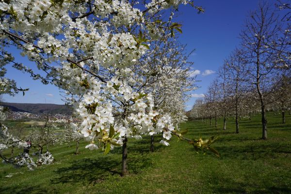 Weiß blühende Kirschblüten im Vordergrund. Im Hintergrund erstreckt sich eine Obstplantage.
