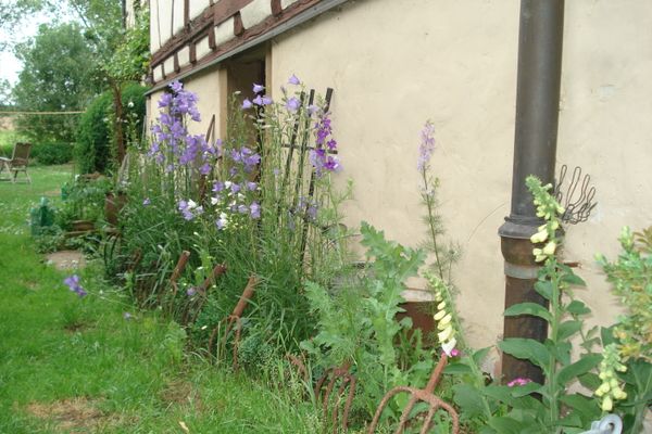 Sommerblumen
