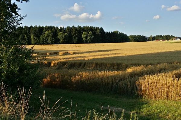 Vor einem Wald liegt ein sonnenbeschienenes, im Vordergrund teils beschattetes Getreidefeld. Rechts im Hintergrund erkennt man drei Gebäude.