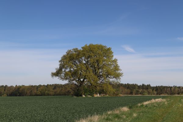 Straßenansicht mit Blick über das Feld auf die Großsteingrabanlage Kahlstorf