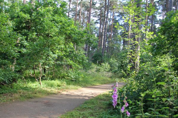Waldweg am Rollstuhlwanderweg