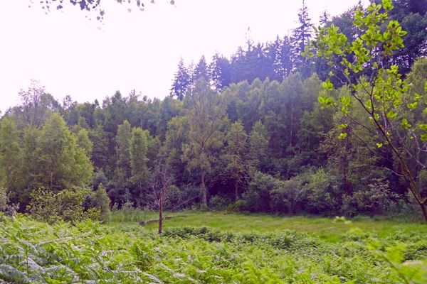 Moorlandschaft Rotes Wasser