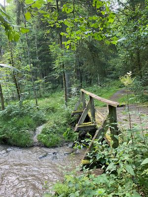 Eine hölzerne Brücke führt über einen Bach im Mischwald.