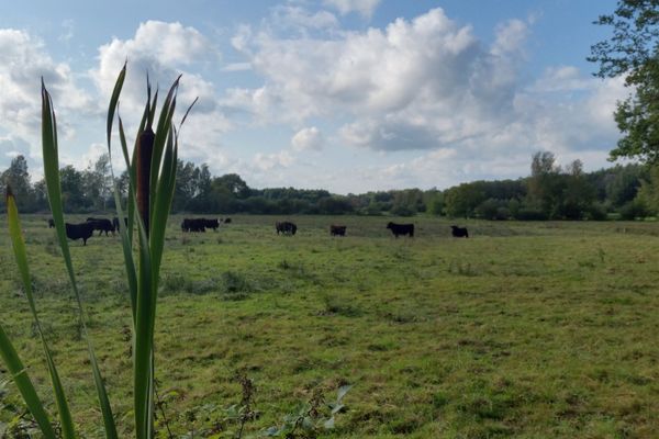 Galloway-Rinder beweiden die Bodenteicher Seewiesen und tragen zur Pflege der wertvollen Feuchtwiesenlandschaft bei.