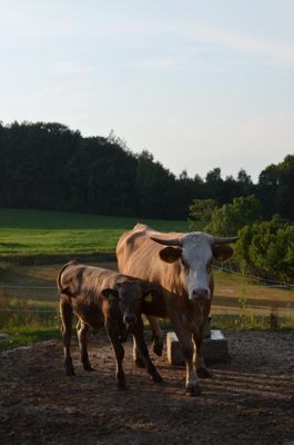 Mutterkuh und ihr Kälbchen auf der Weide