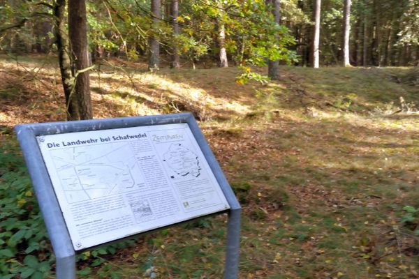 Historische Landwehr mit erhaltenen Wall- und Grabenresten im Wald bei Schafwedel.