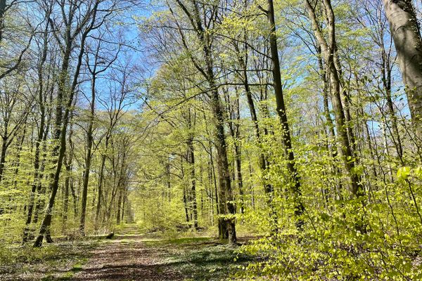 Waldgebiet Lohn