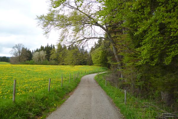 Wunderschön führt der breite Weg durch die weiten Wiesen und Felder zwischen Greuwang und Dessau.