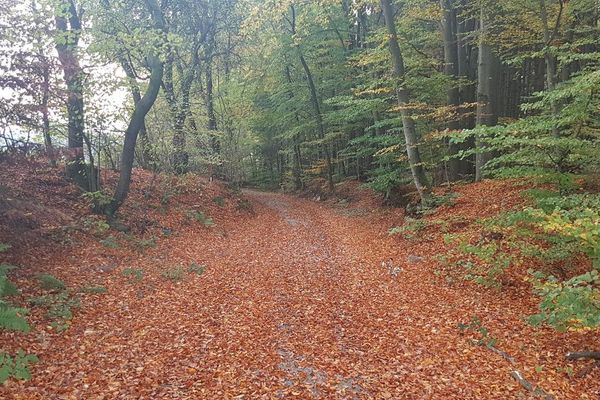 Ein herbstlicher Laubwald. Waldweg und Waldboben sind mit braunen Blättern bedeckt.
