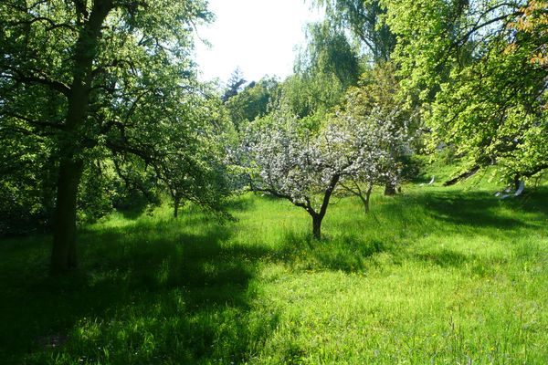 Der Garten im Sommer