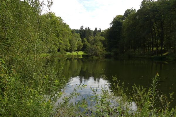 Hirschbornteiche