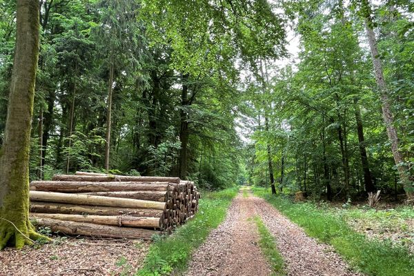 Waldweg im Rießel bei Bad Bevensen
