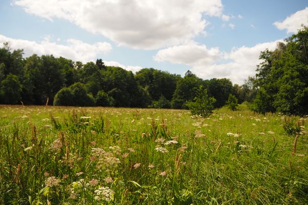 Wiese am Liethwald auf der viele Blumen, Bäume und Sträucher zu sehen sind