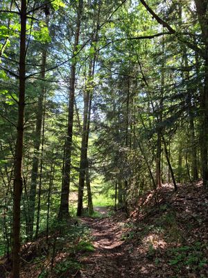 Zwischen hohen Bäumen verläuft ein Waldweg.