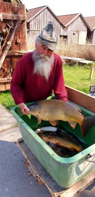 Frischer Fisch