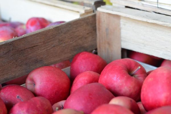 Rote Äpfel für den roten Apfelsaft
