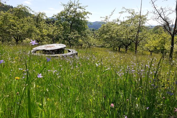 Auf einer Blumenwiese steht ein hölzerner Tisch in Apfelform, rundherum eine Holzbank, dahinter zahlreiche Obstbäu