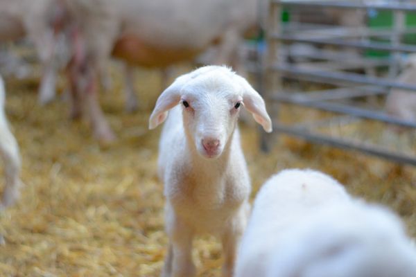 Im Stall werden die Lämmer geboren. Hier sind sie geschützt vor Kälte und Stress