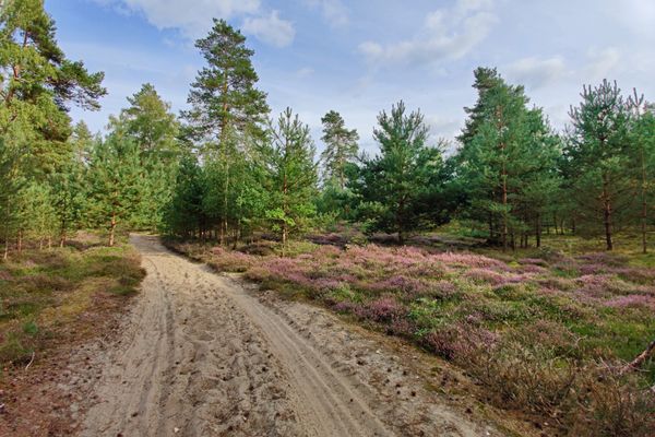 Breiter Sandweg durch die Klein Londoner Heide