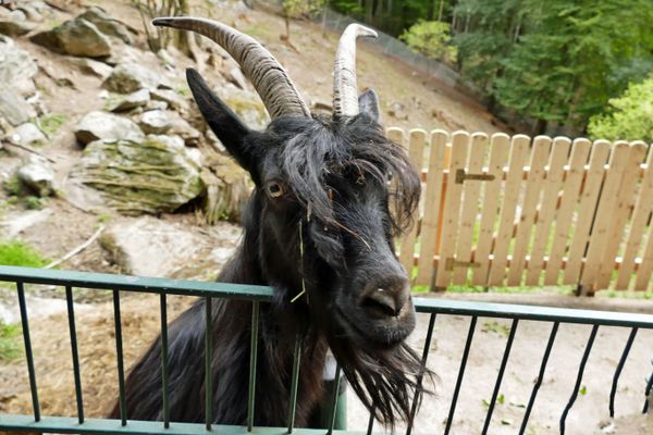Bergtierpark Fürth