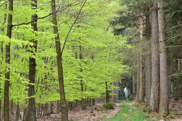 Waldgebiet Lohn in Bad Bevensen